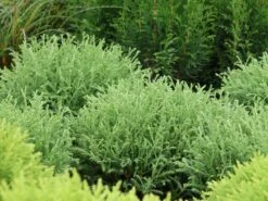 Abendländischer Lebensbaum 'Bowling Ball'