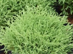 Neu eingetroffen -Günstiges Erd Seele Geschäft abendlaendischer lebensbaum bowling ball m065657 w 0