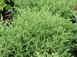 Abendländischer Lebensbaum 'Bowling Ball' -Günstiges Erd Seele Geschäft abendlaendischer lebensbaum bowling ball m065657 w 1