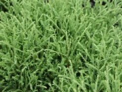 Abendländischer Lebensbaum 'Bowling Ball' -Günstiges Erd Seele Geschäft abendlaendischer lebensbaum bowling ball m065657 w 2