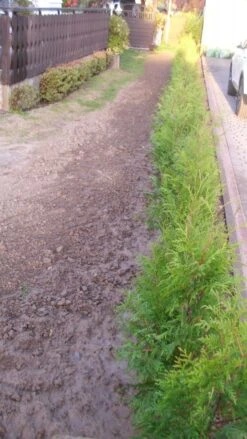 Abendländischer Lebensbaum -Günstiges Erd Seele Geschäft abendlaendischer lebensbaum m000001 193676 0