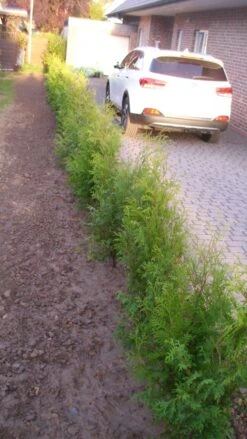 Abendländischer Lebensbaum -Günstiges Erd Seele Geschäft abendlaendischer lebensbaum m000001 193676 1