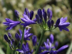 Afrika-Schmucklilie 'Nothern Star' -Günstiges Erd Seele Geschäft afrika schmucklilie nothern star m107328 w 0