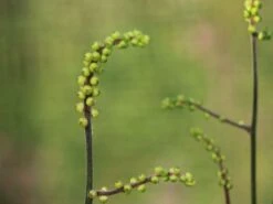 Ahornblättrige Silberkerze 'Cheju-do' -Günstiges Erd Seele Geschäft ahornblaettrige silberkerze cheju do m102064 w 1