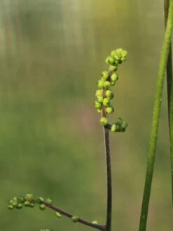 Ahornblättrige Silberkerze 'Cheju-do' -Günstiges Erd Seele Geschäft ahornblaettrige silberkerze cheju do m102064 w 2
