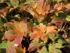 Ahornblatt -Günstiges Erd Seele Geschäft ahornblatt m044514 w 0