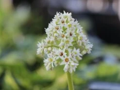 Ahornblatt -Günstiges Erd Seele Geschäft ahornblatt m044514 w 1