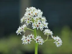 Ahornblatt -Günstiges Erd Seele Geschäft ahornblatt m044514 w 4