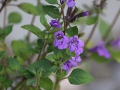 Alpen-Steinquendel -Günstiges Erd Seele Geschäft alpen steinquendel m076630 w 1