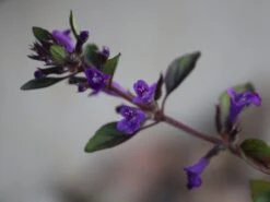 Alpen-Steinquendel -Günstiges Erd Seele Geschäft alpen steinquendel m076630 w 2