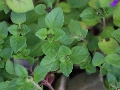 Alpen-Steinquendel -Günstiges Erd Seele Geschäft alpen steinquendel m076630 w 3