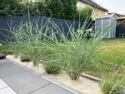 Amerikanischer Strandhafer / Blauer Strandhafer -Günstiges Erd Seele Geschäft amerikanischer strandhafer blauer strandhafer m057633 1338176 0