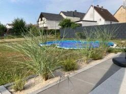 Amerikanischer Strandhafer / Blauer Strandhafer -Günstiges Erd Seele Geschäft amerikanischer strandhafer blauer strandhafer m057633 1338176 1