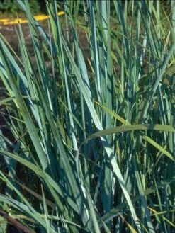 Amerikanischer Strandhafer / Blauer Strandhafer -Günstiges Erd Seele Geschäft amerikanischer strandhafer blauer strandhafer m057633 w 0