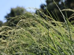 Amerikanischer Strandhafer / Blauer Strandhafer -Günstiges Erd Seele Geschäft amerikanischer strandhafer blauer strandhafer m057633 w 1