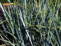 Amerikanischer Strandhafer / Blauer Strandhafer -Günstiges Erd Seele Geschäft amerikanischer strandhafer m057633 w 0