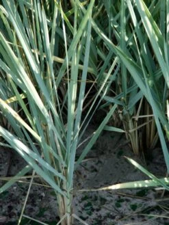 Amerikanischer Strandhafer / Blauer Strandhafer -Günstiges Erd Seele Geschäft amerikanischer strandhafer m057633 w 1