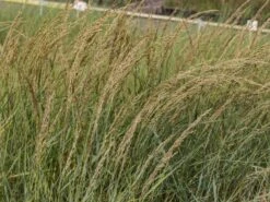 Amerikanischer Strandhafer / Blauer Strandhafer -Günstiges Erd Seele Geschäft amerikanischer strandhafer m057633 w 2