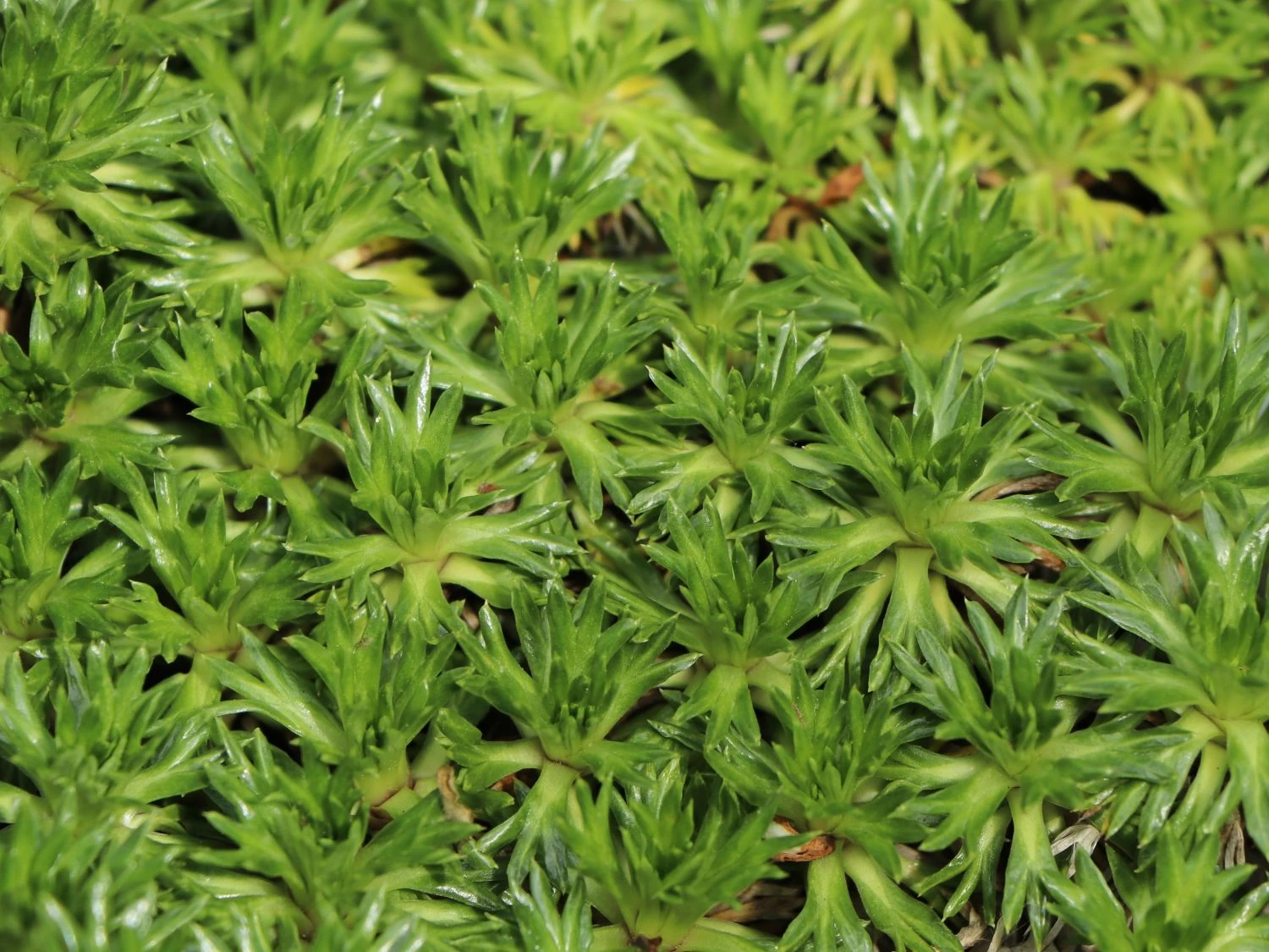 Andenpolster 3 Andenpolster