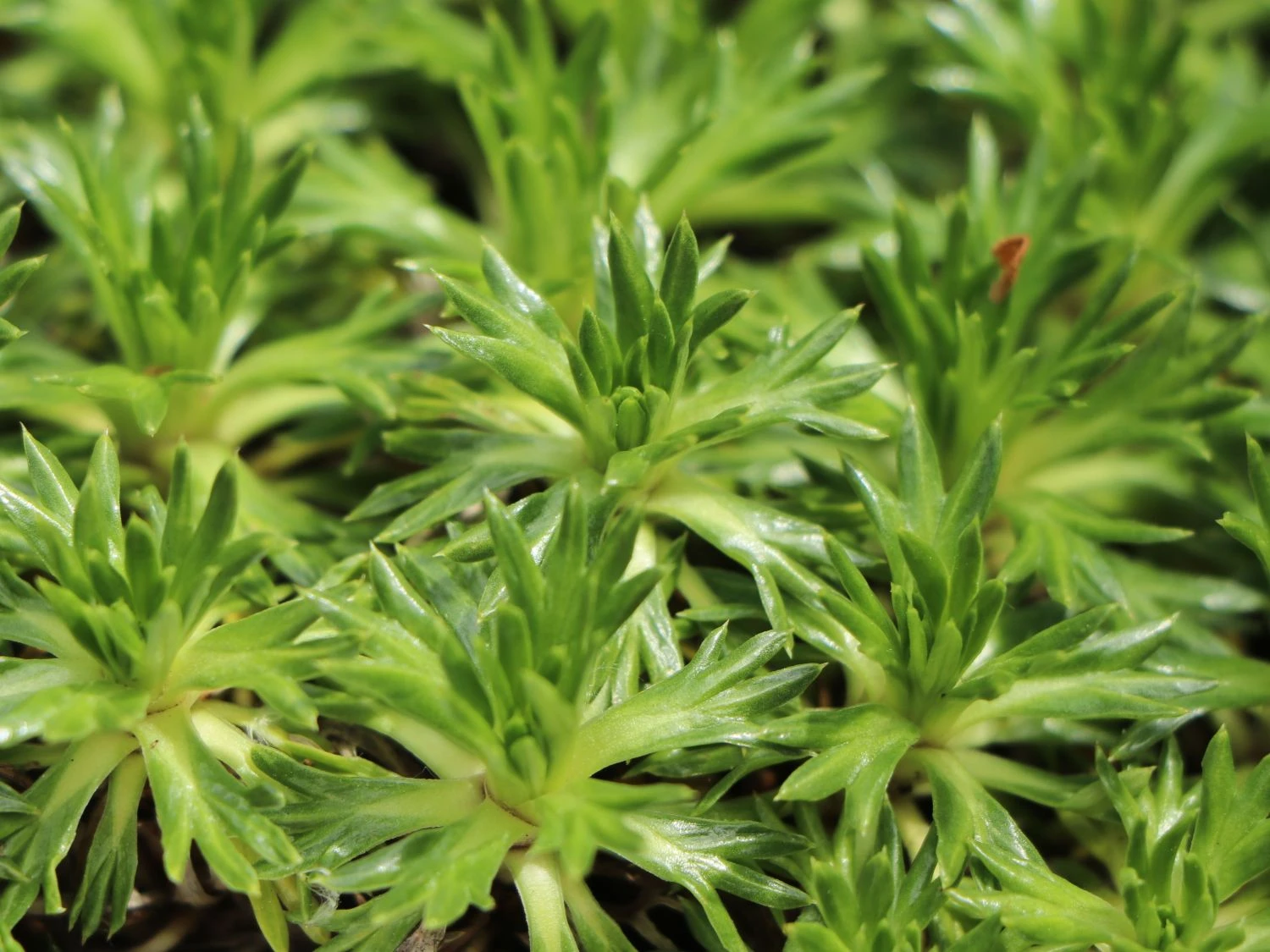 Andenpolster 4 Andenpolster – Bild 2