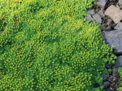 Andenpolster 'Nana' / Ehem.'Minor'