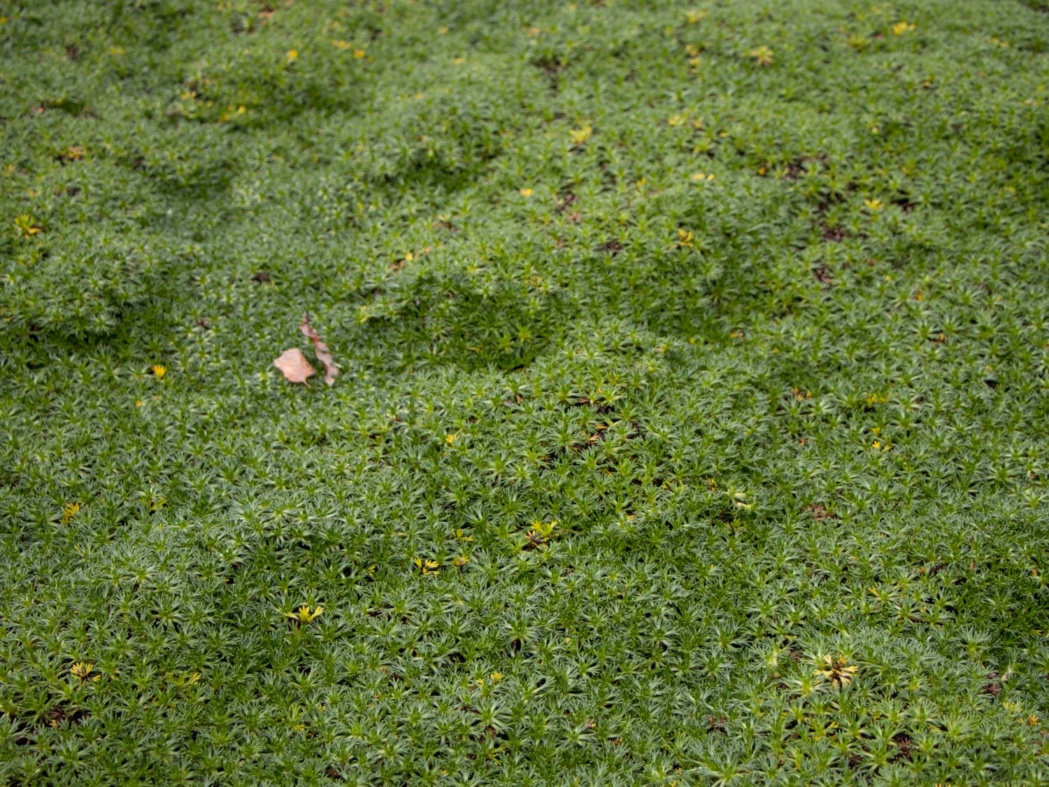 Andenpolster 'Nana' / Ehem.'Minor' 4 Andenpolster 'Nana' / Ehem.'Minor' – Bild 2