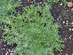 Andenpolster 'Nana' / Ehem.'Minor' 15 Andenpolster 'Nana' / Ehem.'Minor' -Günstiges Erd Seele Geschäft andenpolster nana ehemminor m057902 w 1