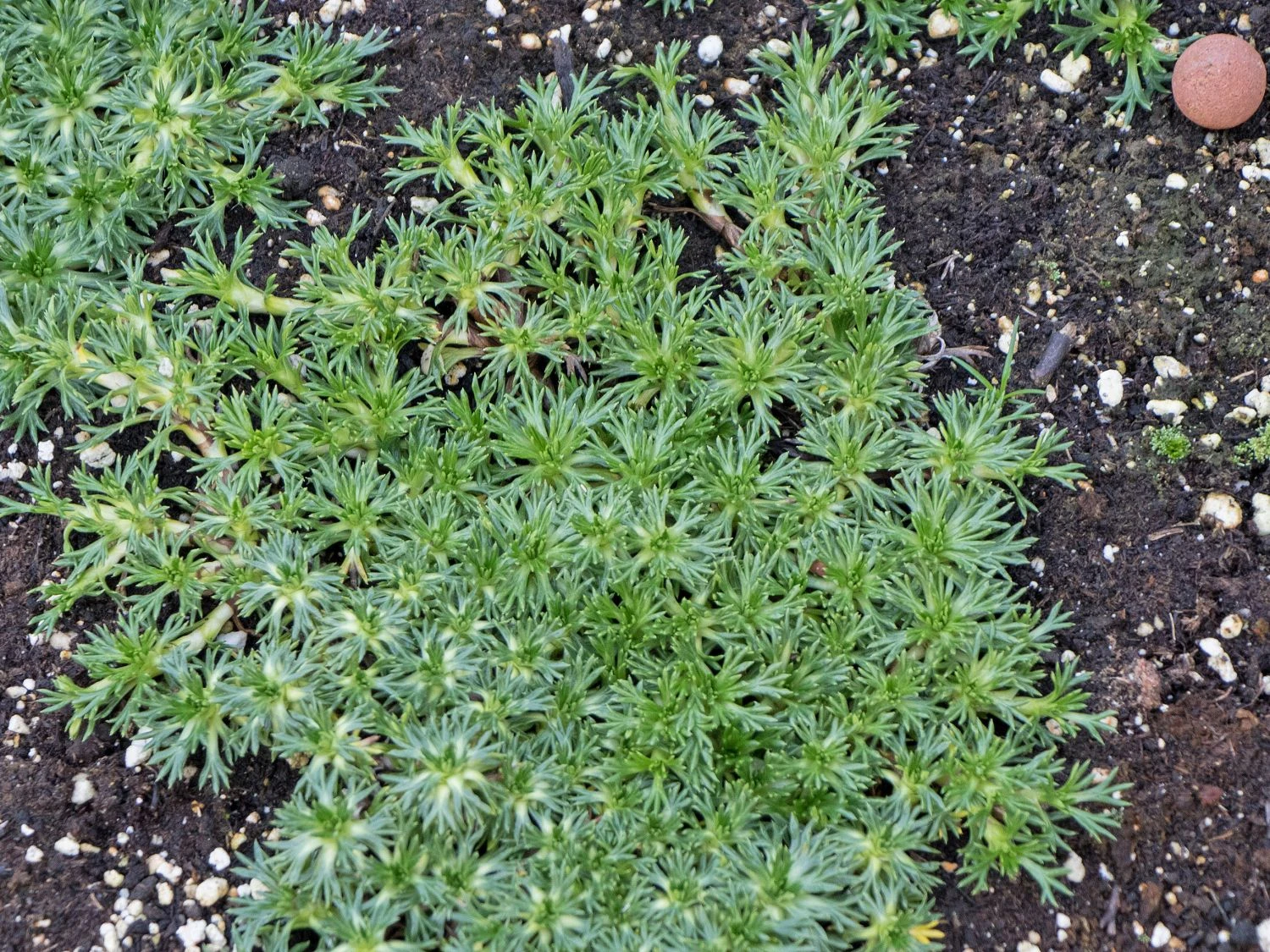 Andenpolster 'Nana' / Ehem.'Minor' 9 Andenpolster 'Nana' / Ehem.'Minor' – Bild 7