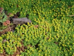 Andenpolster 'Nana' / Ehem.'Minor' 13 Andenpolster 'Nana' / Ehem.'Minor' -Günstiges Erd Seele Geschäft andenpolster nana ehemminor m057902 w 2