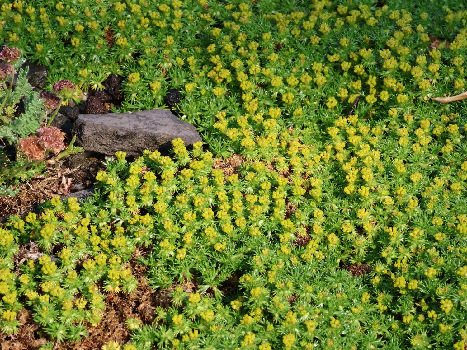 Andenpolster 'Nana' / Ehem.'Minor' 7 Andenpolster 'Nana' / Ehem.'Minor' – Bild 5