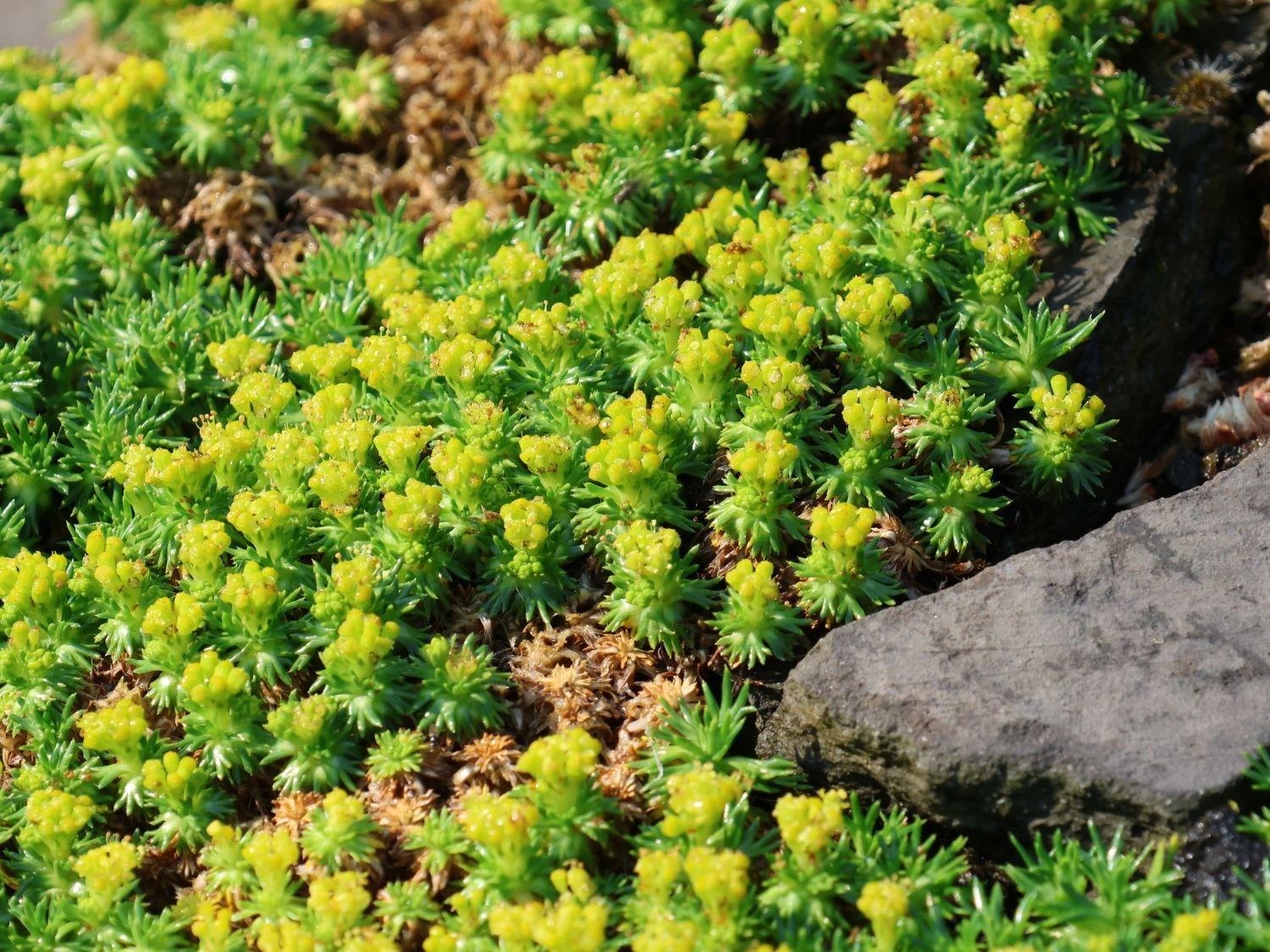 Andenpolster 'Nana' / Ehem.'Minor' 8 Andenpolster 'Nana' / Ehem.'Minor' – Bild 6