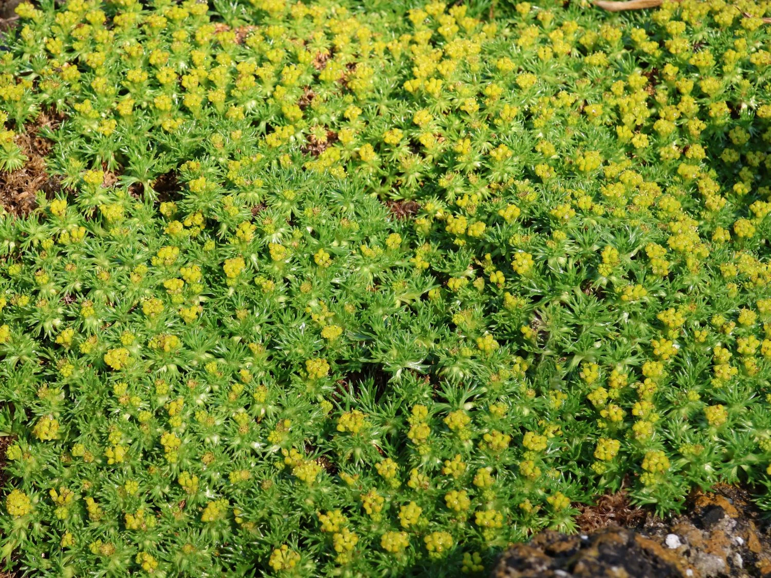 Andenpolster 'Nana' / Ehem.'Minor' 5 Andenpolster 'Nana' / Ehem.'Minor' – Bild 3