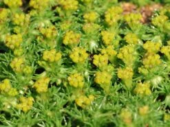 Andenpolster 'Nana' / Ehem.'Minor' 12 Andenpolster 'Nana' / Ehem.'Minor' -Günstiges Erd Seele Geschäft andenpolster nana ehemminor m057902 w 5