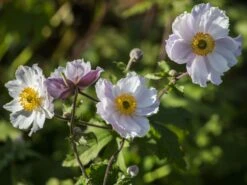 Anemone 'Dreaming Swan'