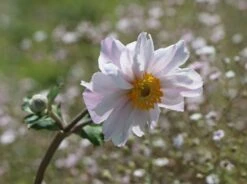Anemone 'Dreaming Swan' -Günstiges Erd Seele Geschäft anemone dreaming swan m099327 w 0 1
