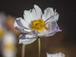 Anemone 'Dreaming Swan' -Günstiges Erd Seele Geschäft anemone dreaming swan m099327 w 1