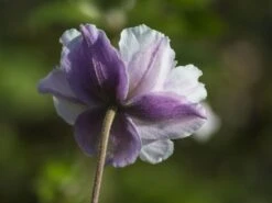 Anemone 'Dreaming Swan' -Günstiges Erd Seele Geschäft anemone dreaming swan m099327 w 2