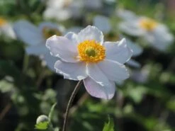 Anemone 'Dreaming Swan' -Günstiges Erd Seele Geschäft anemone dreaming swan m099327 w 3