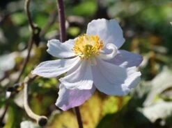 Anemone 'Dreaming Swan' -Günstiges Erd Seele Geschäft anemone dreaming swan m099327 w 4