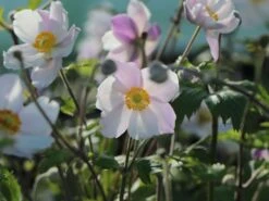 Anemone 'Dreaming Swan' -Günstiges Erd Seele Geschäft anemone dreaming swan m099327 w 7
