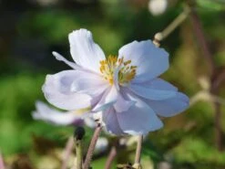 Anemone 'Dreaming Swan' -Günstiges Erd Seele Geschäft anemone dreaming swan m099327 w 8