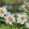 Anemone 'Ruffled Swan' -Günstiges Erd Seele Geschäft anemone ruffled swan m108282 h 0