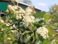 Apfelbeere 'Aron' -Günstiges Erd Seele Geschäft apfelbeere aron m010346 w 0