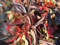 Apfelbeere 'Aron' -Günstiges Erd Seele Geschäft apfelbeere aron m010346 w 1