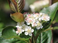 Apfelbeere 'Aron' -Günstiges Erd Seele Geschäft apfelbeere aron m010346 w 2