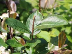 Apfelbeere 'Aron' -Günstiges Erd Seele Geschäft apfelbeere aron m010346 w 3