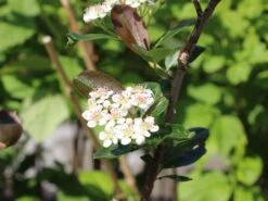 Apfelbeere 'Aron' -Günstiges Erd Seele Geschäft apfelbeere aron m010346 w 4