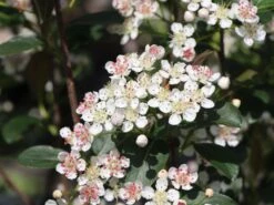 Apfelbeere 'Brilliant' -Günstiges Erd Seele Geschäft apfelbeere brilliant m008034 w 1