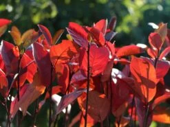 Apfelbeere 'Brilliant' -Günstiges Erd Seele Geschäft apfelbeere brilliant m008034 w 2