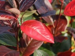 Apfelbeere 'Brilliant' -Günstiges Erd Seele Geschäft apfelbeere brilliant m008034 w 4